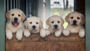 golden lab puppies quartet
