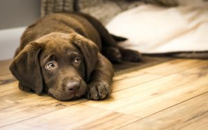 chocolate lab puppy