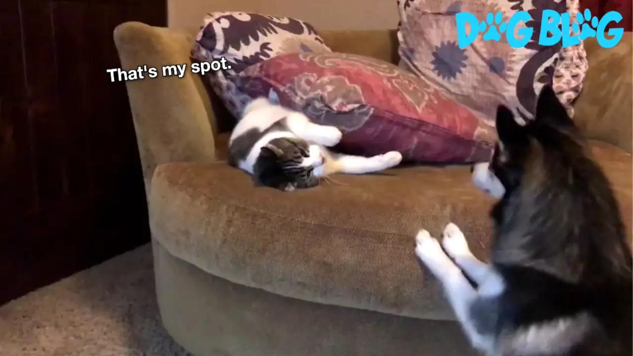 Dog tries to reclaim couch