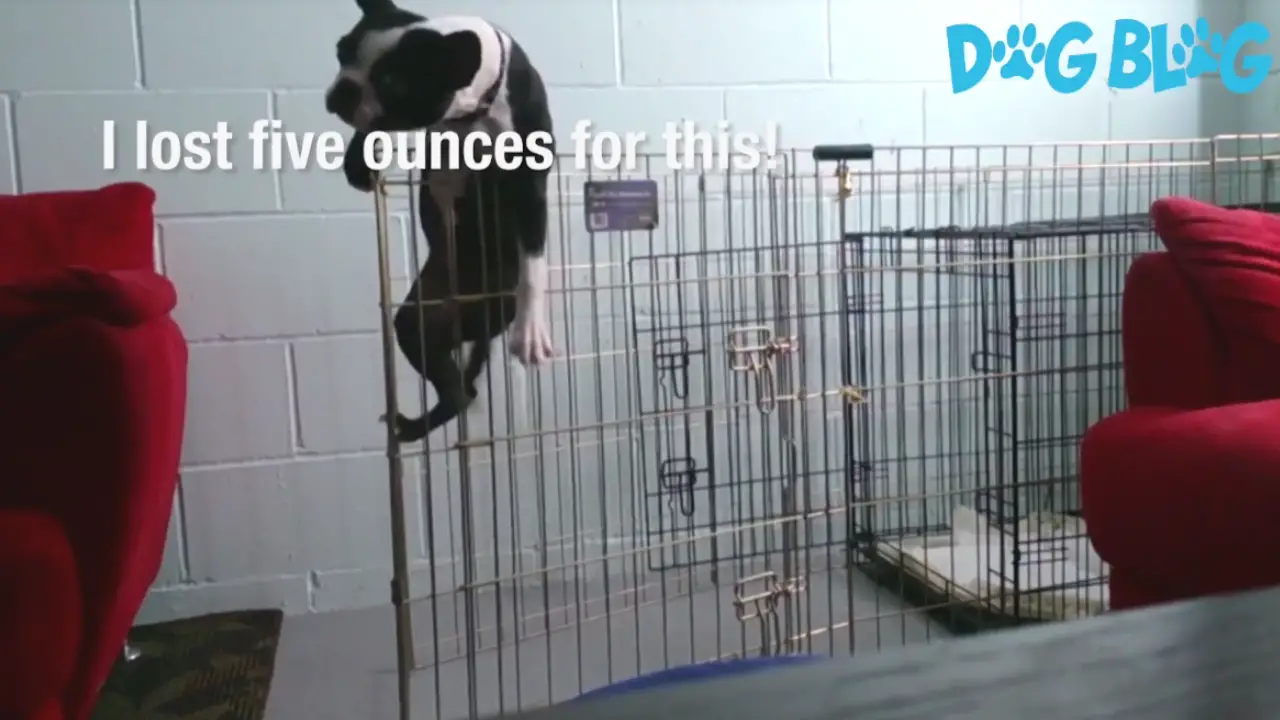 dog escapes pen