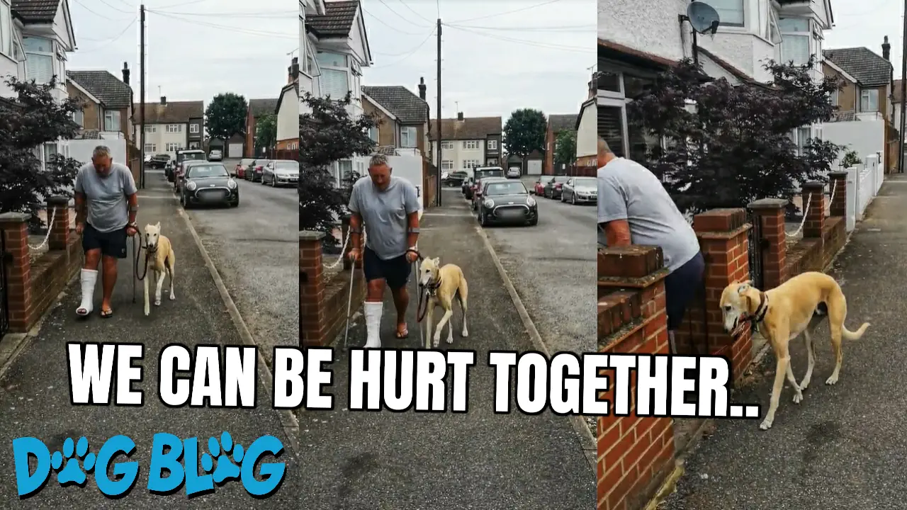 Dog walks with a limp