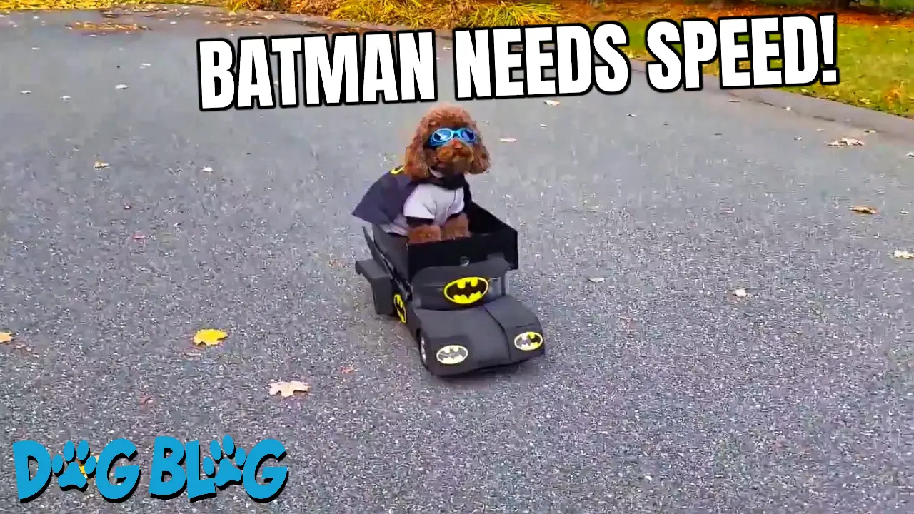 Batdog