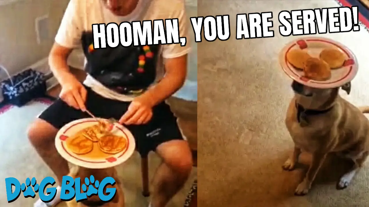 Dog helps with breakfast