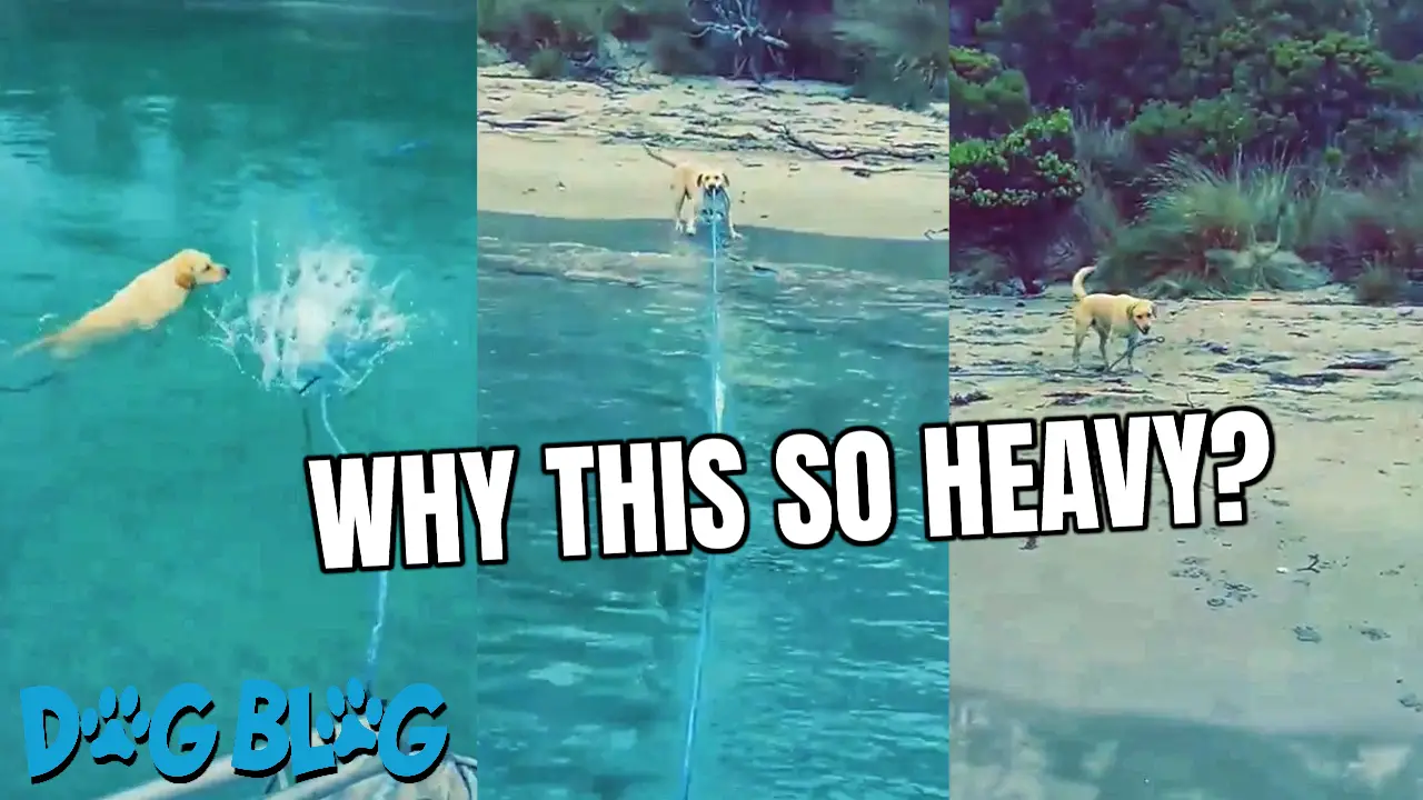 dog pulls boat ashore