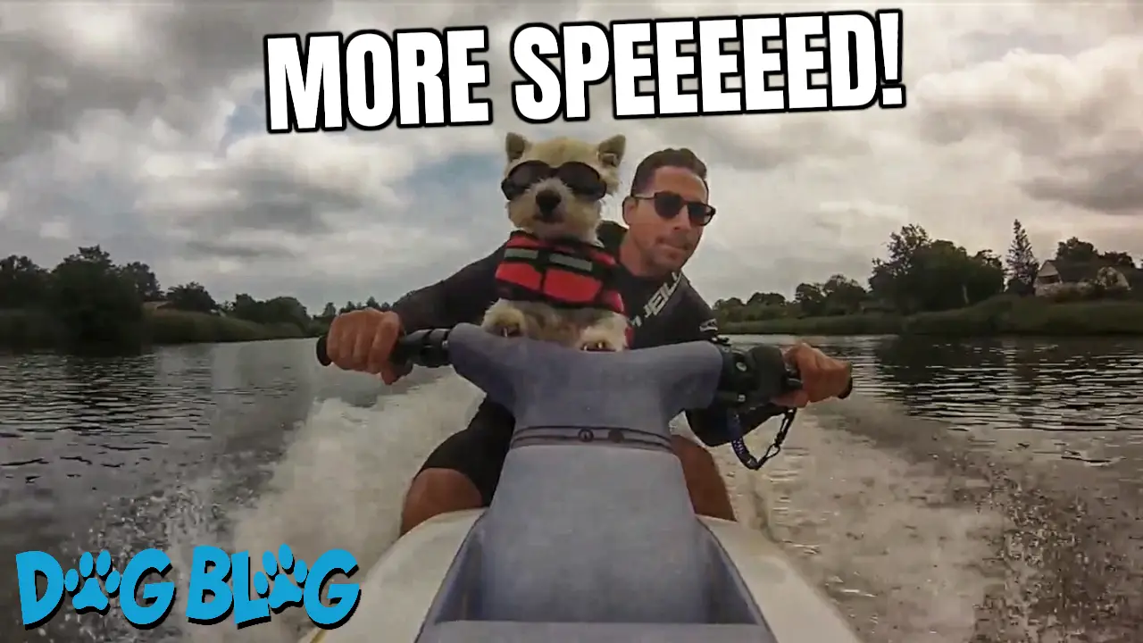 Dog rides jet ski