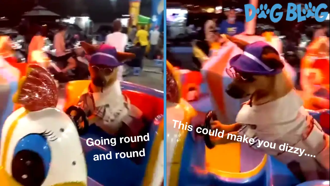dog at amusement park