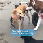 dog on beach with wheelchair