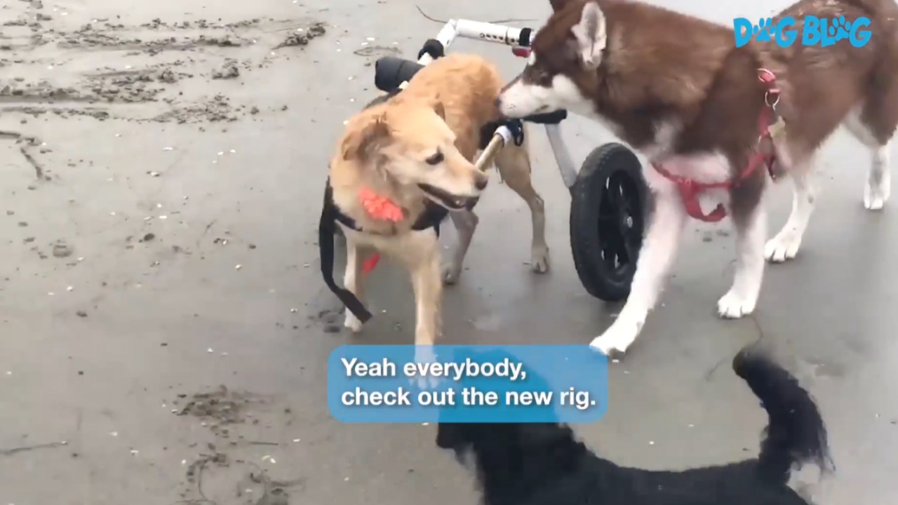 dog on beach with wheelchair