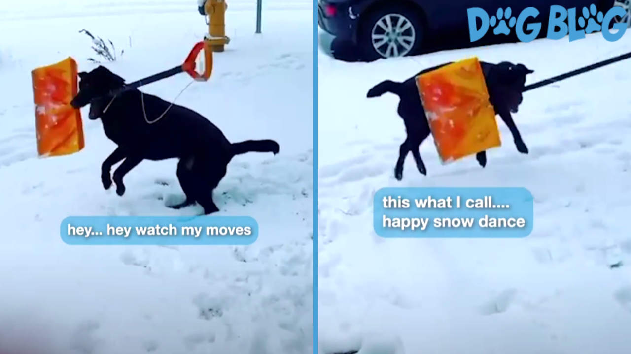 Dog Shovels Snow