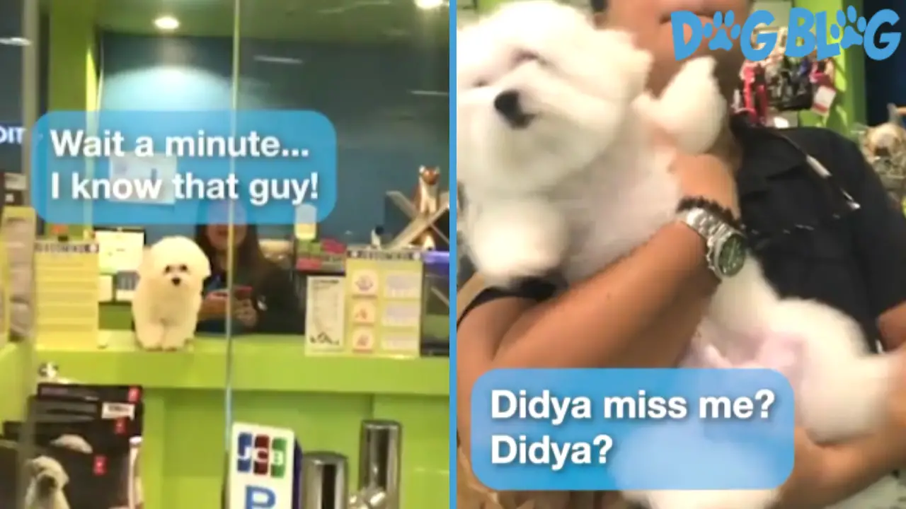 dad picks up dog from groomer