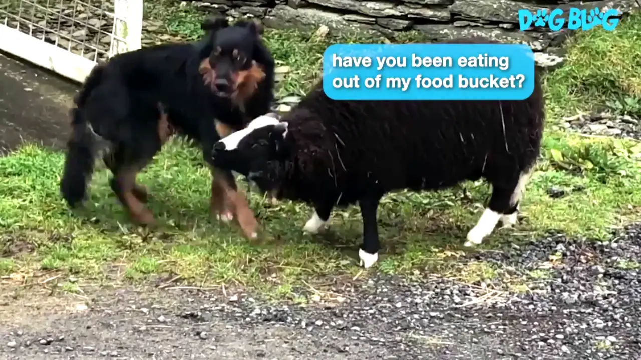 sheep bullies dog