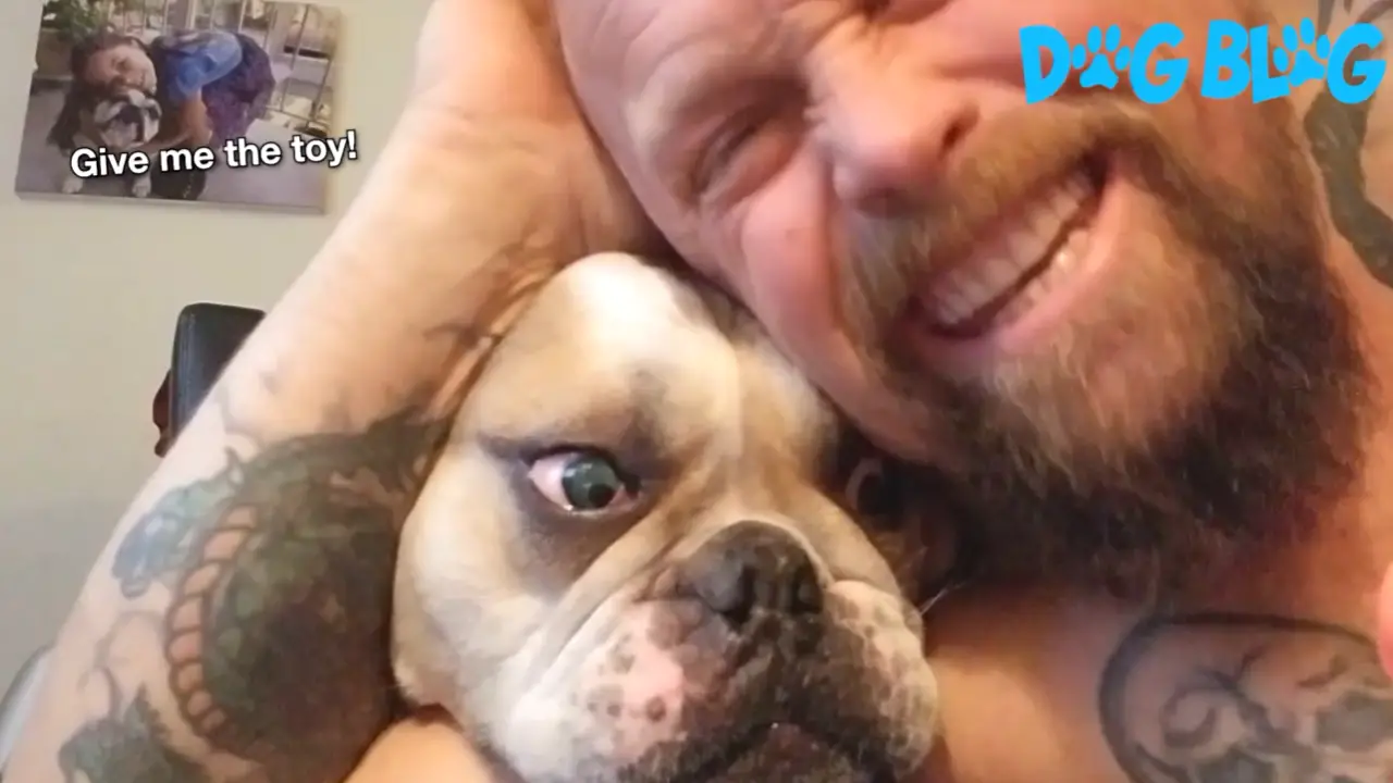 Bulldog makes dad laugh