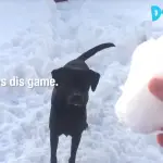 Dog snowball