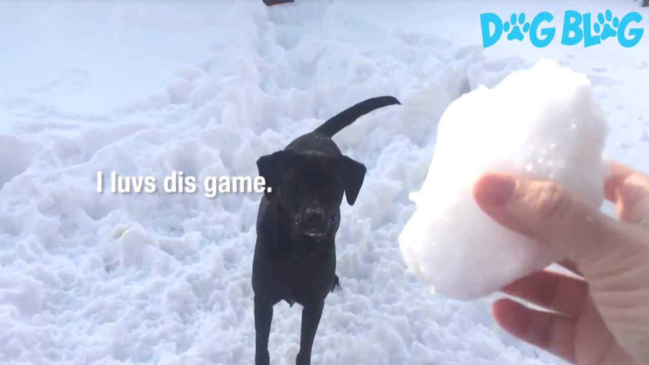 Dog snowball
