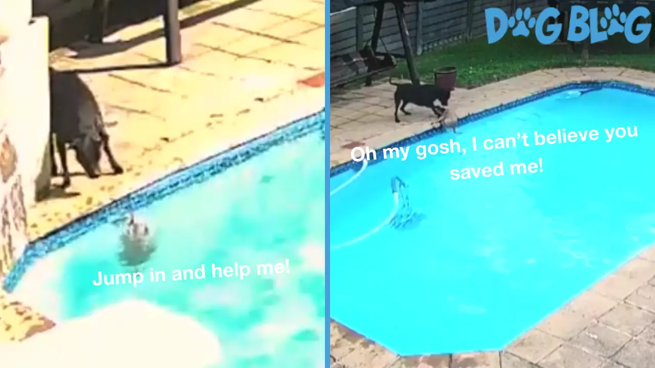 Dog saves brother