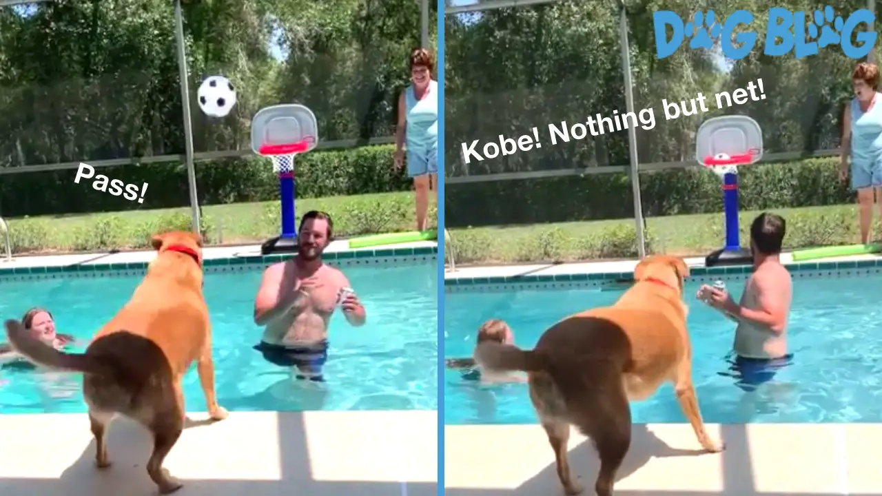 Dog Plays Pool Basketball