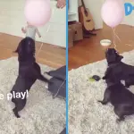 dogs play with balloons