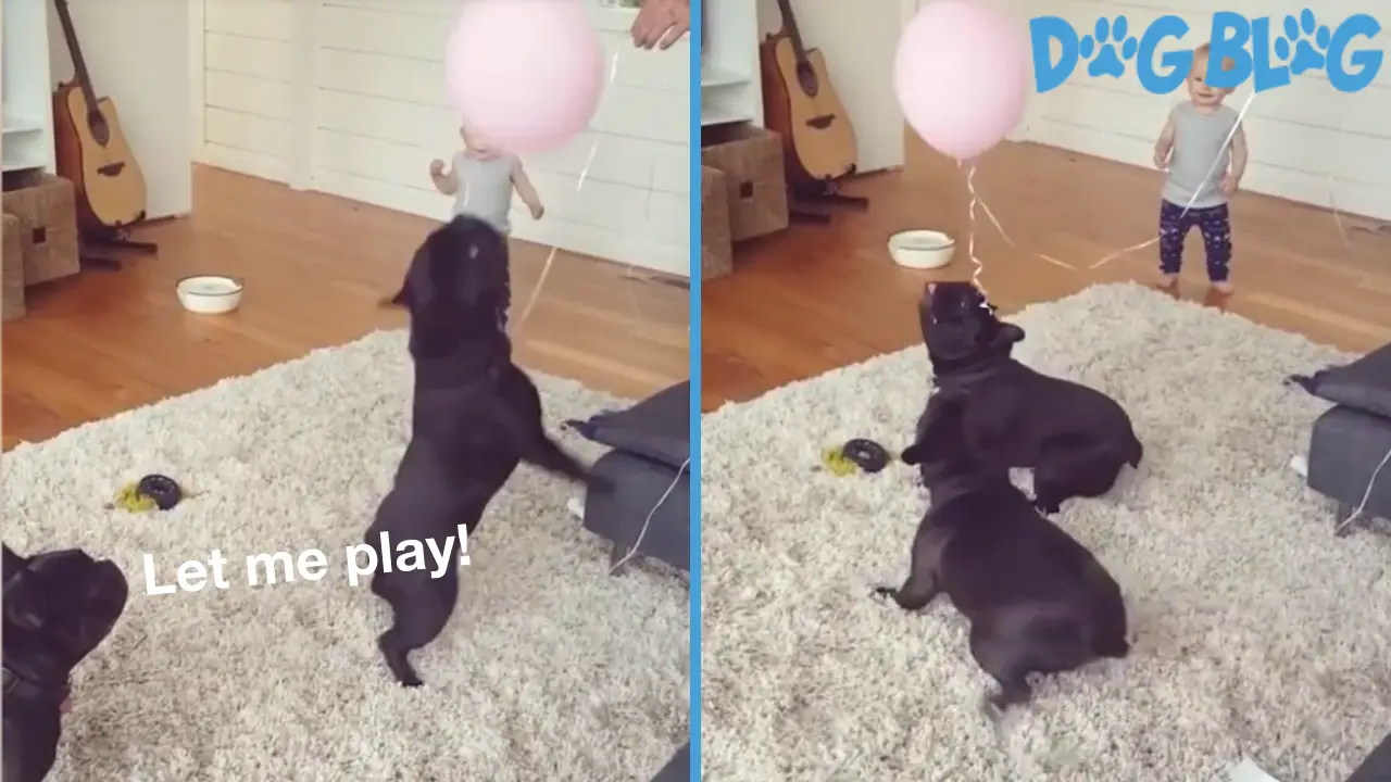 dogs play with balloons