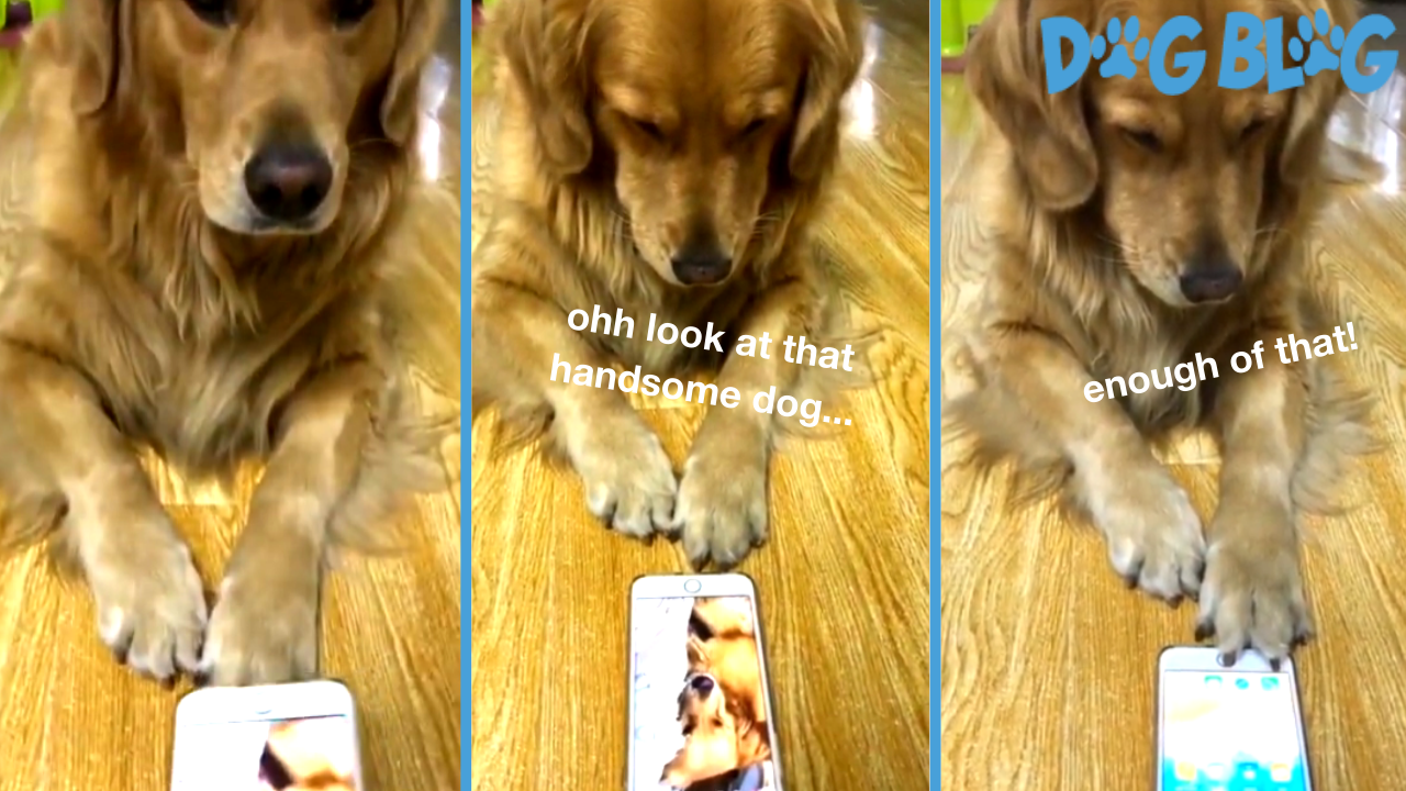 Dog uses iPhone