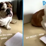 Dog plays tic-tac-toe