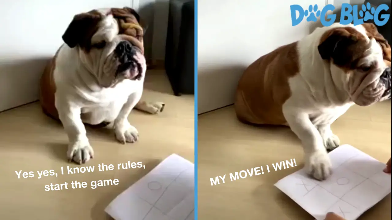 Dog plays tic-tac-toe
