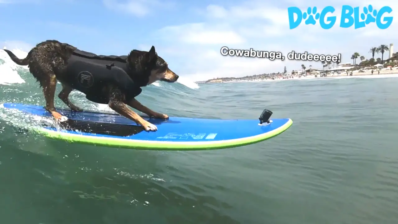 surfing dog