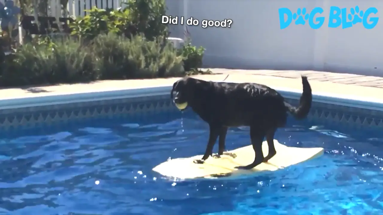 Dog bodyboards