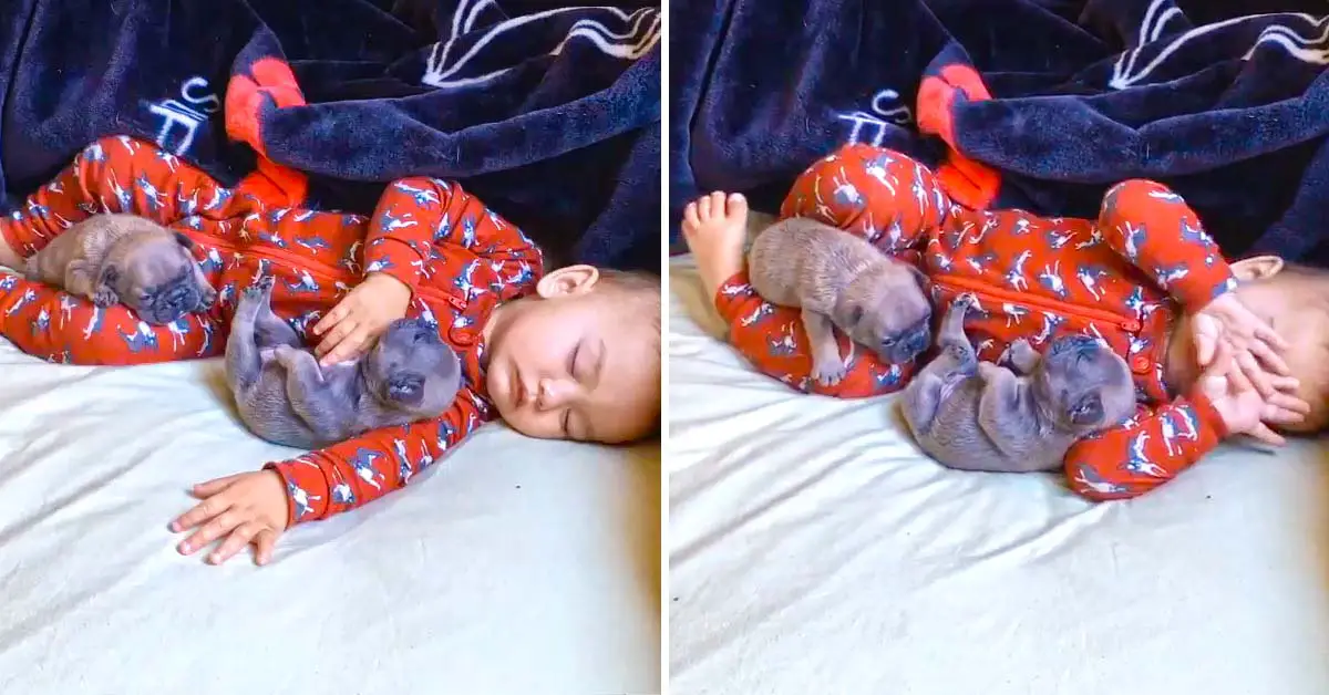 baby snuggles with puppies
