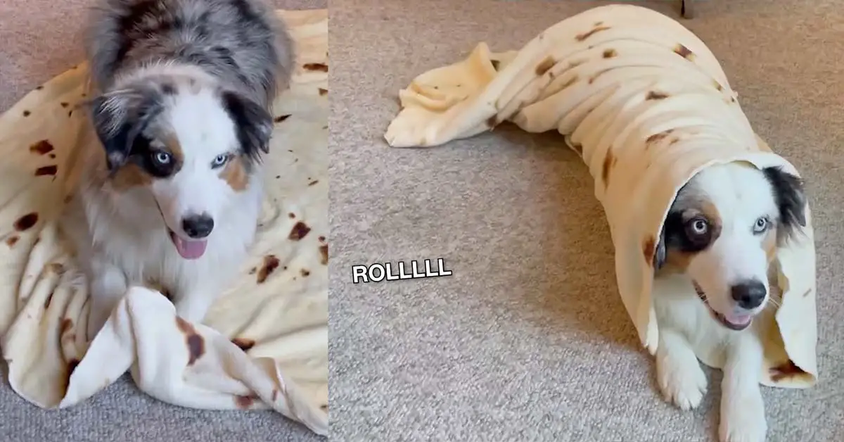 Burrito roll