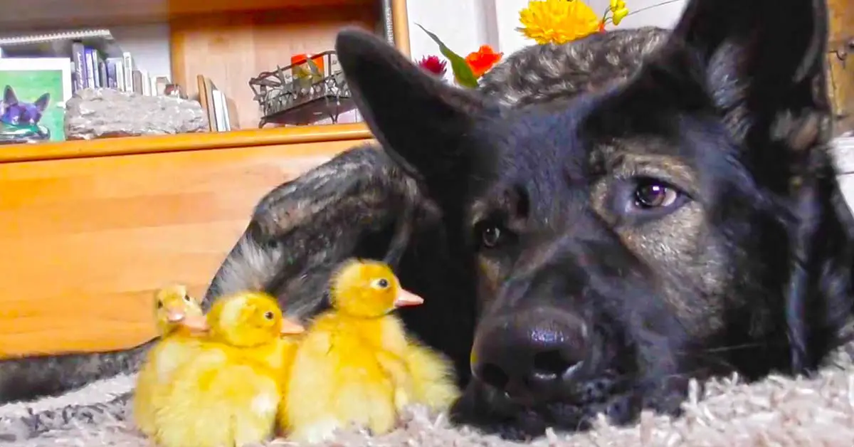 dog with ducks