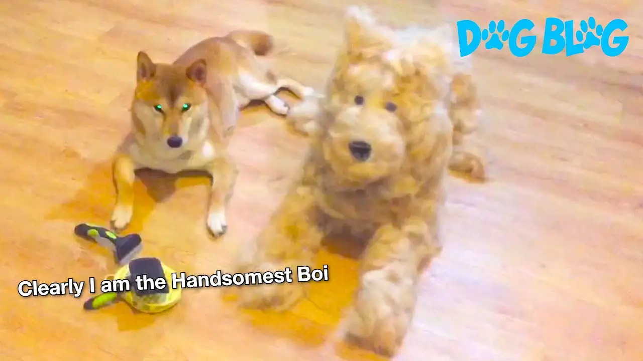 fake dog with fur