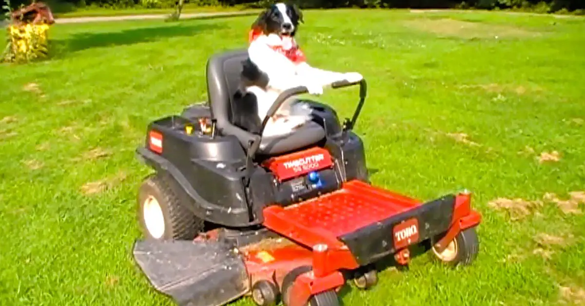 Border Collie Dog Mows The Yard In Zero Turn Mower