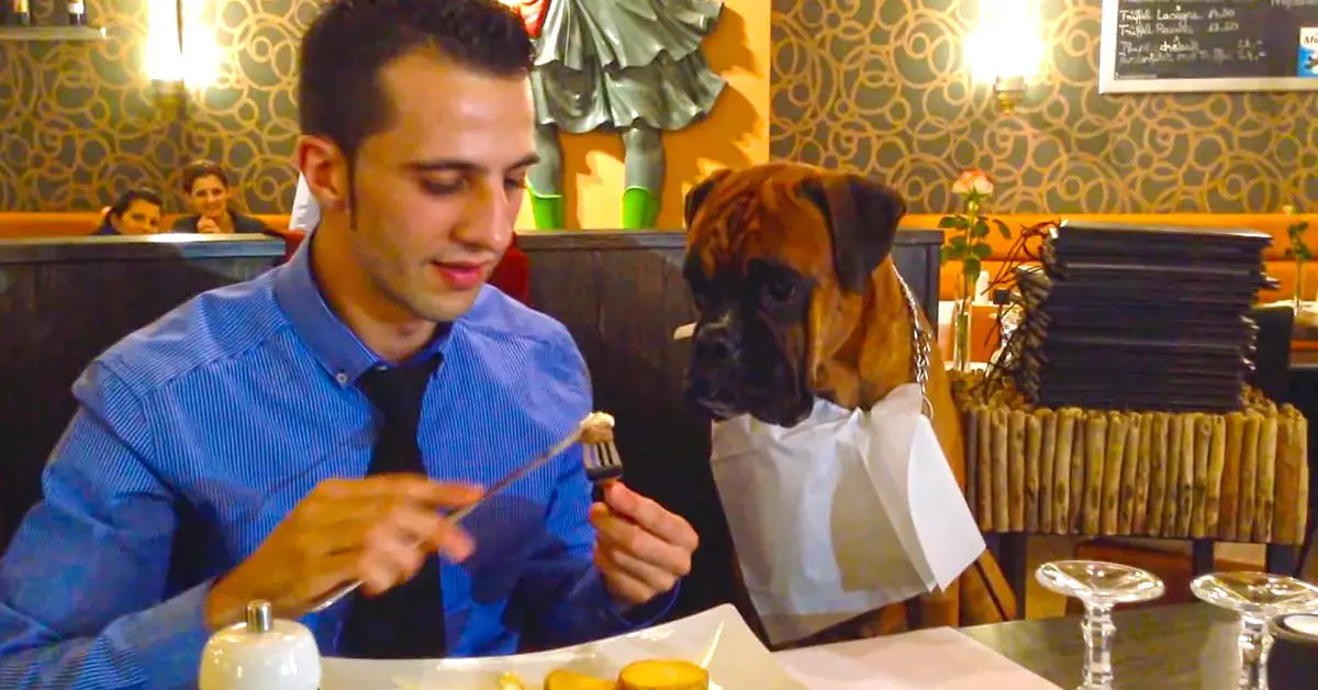 dog restaurant
