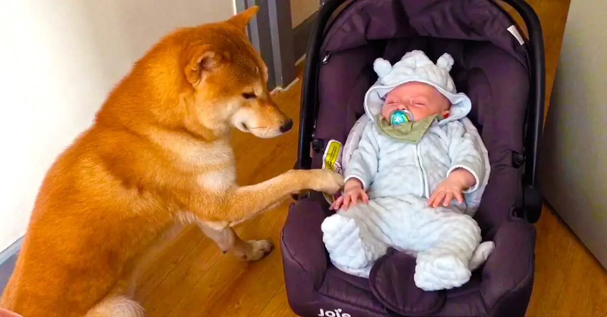 dog rocks baby