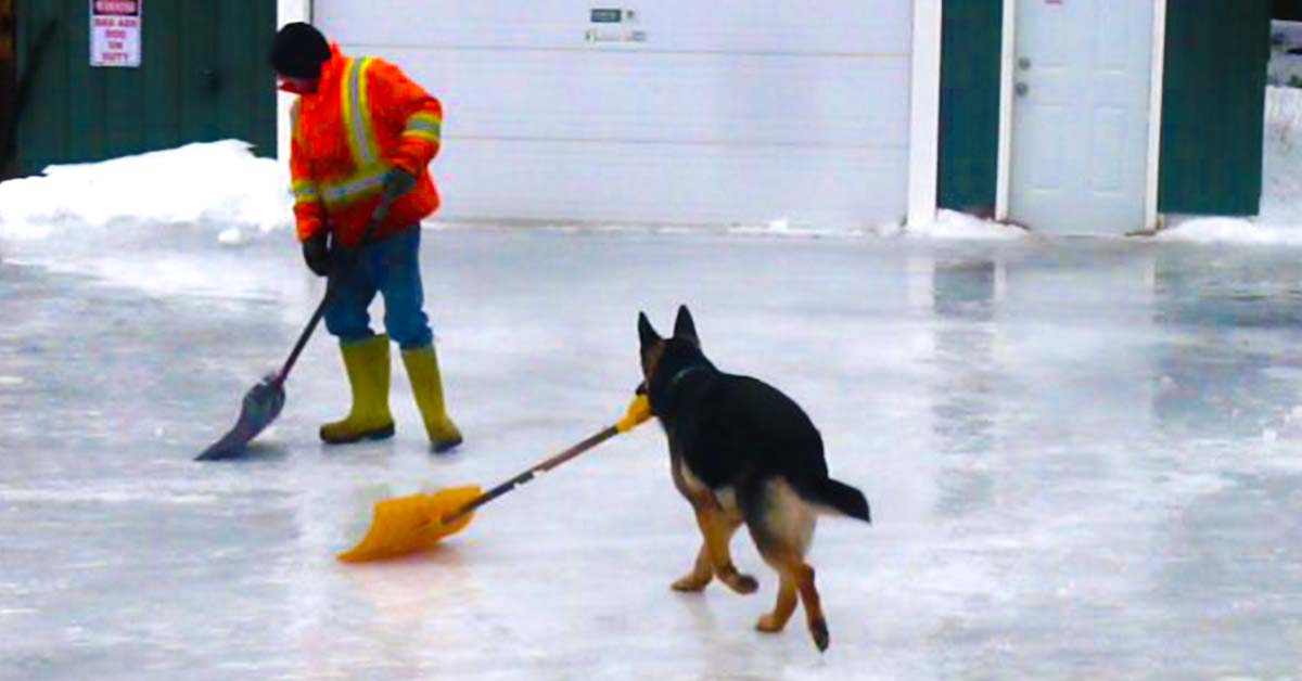 dog shovels snow