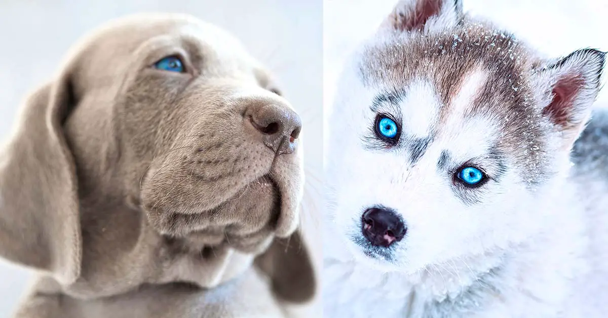 dogs beautiful eyes