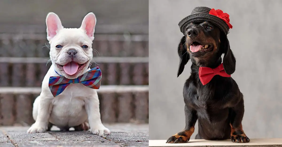 Dogs in Bowties