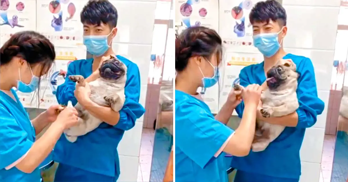pug screams