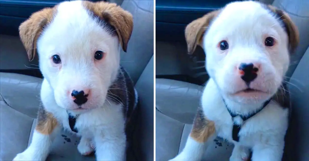 puppy hiccup