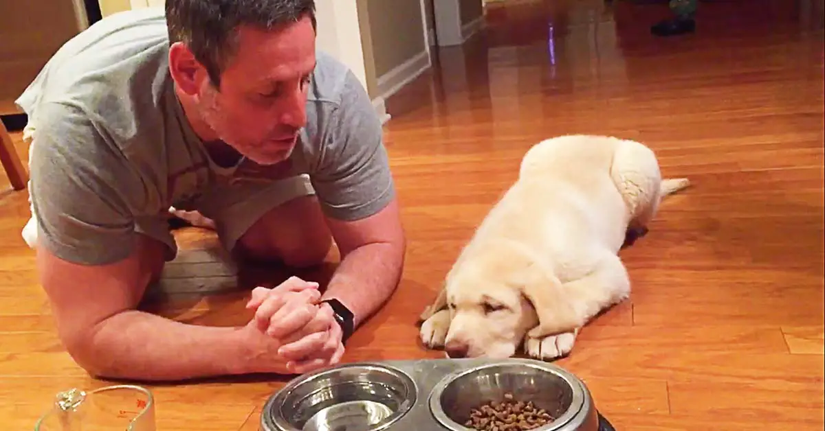 puppy prays before meal