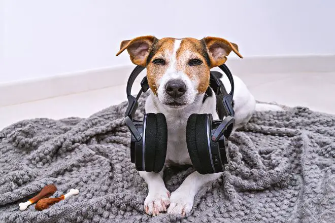 dog headphones