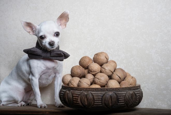 dog walnuts