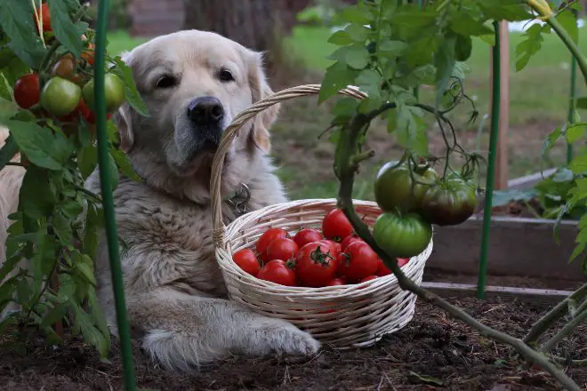 dog tomatoes