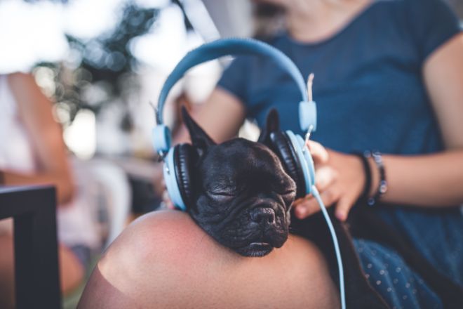 dog headphones