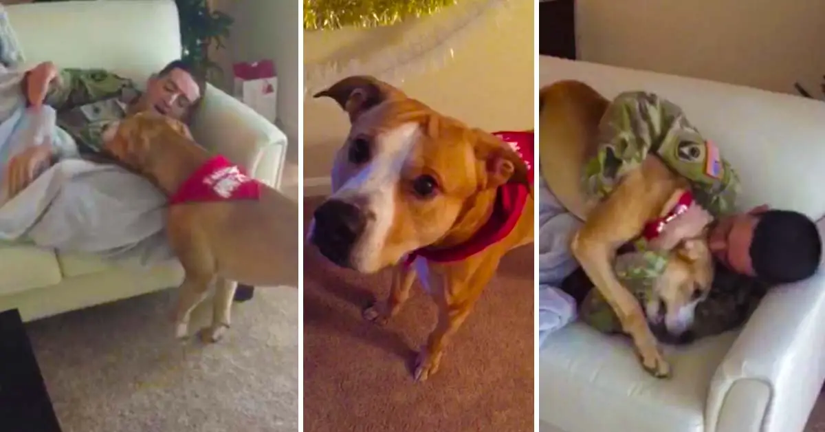 soldier surprises dog
