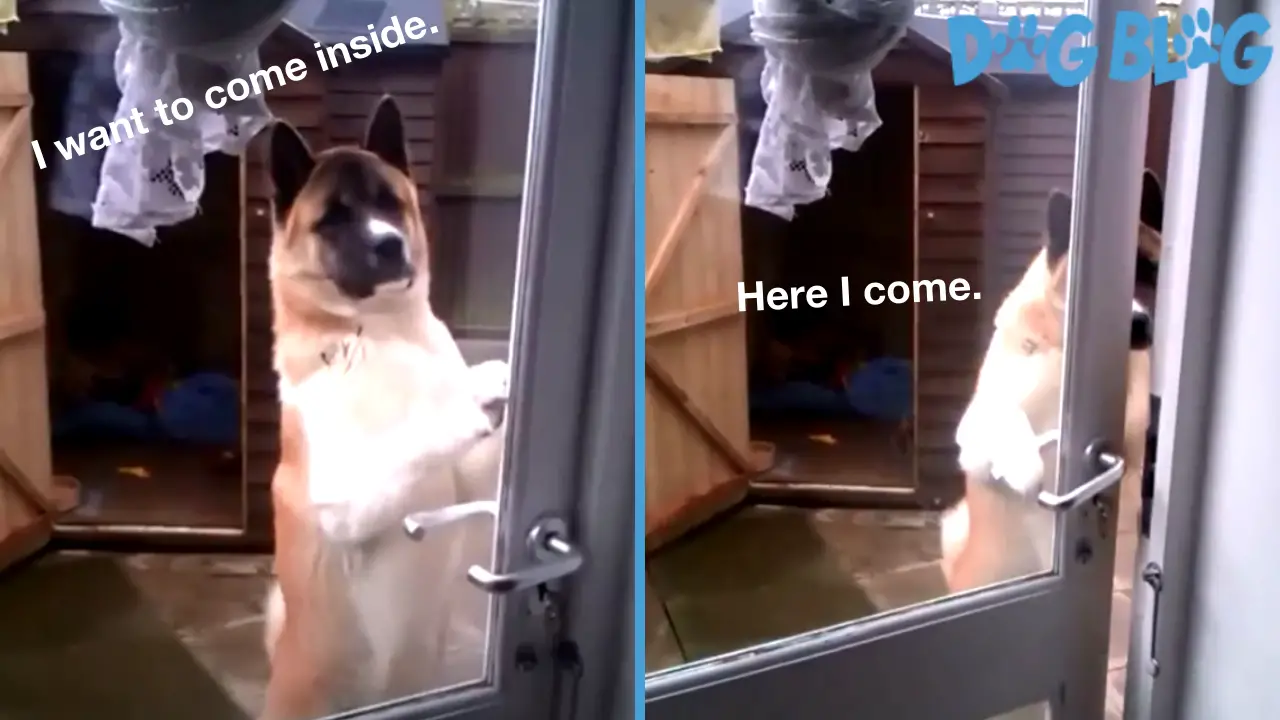 Dog can open doors