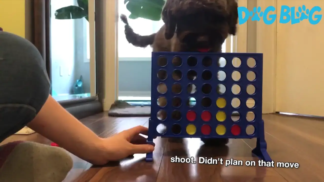 dog plays connect 4