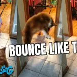 dog teaches baby to bounce