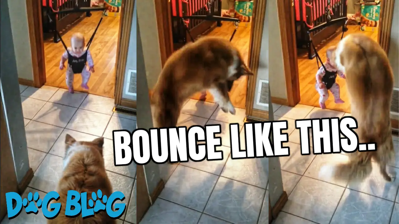 dog teaches baby to bounce