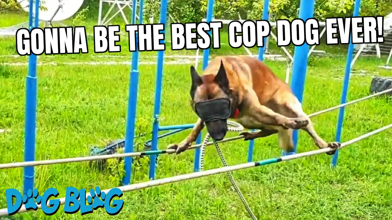 Police Dog Is Blindfolded Walking Across Tightropes With Perfect Balance